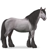 Gypsy Vanner - Mouse Gray