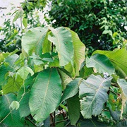 Ujuju (Myrianthus Arboreus)