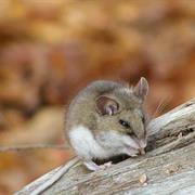 White-Footed Mouse
