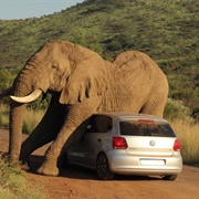 Elephant Encounter