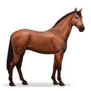 Hanoverian - Cherry Bay