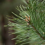 Smell of Pine