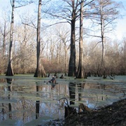 Delta National Forest