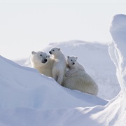 Experience the Canadian Arctic Wilderness