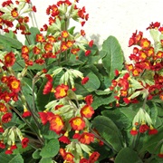 Common Cowslip (Primula Veris)