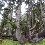 Octopus Tree, Netarts, Oregon