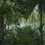 Explore a Rain Forest