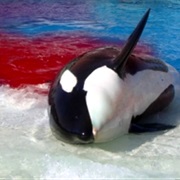 Fight Against Seaworld