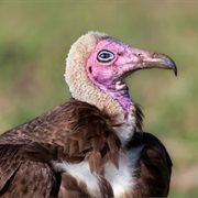 Hooded Vulture