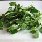 Pea Shoot