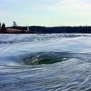 Old Sow Whirlpool, Maine