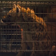 Hyena