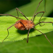 Harvestman