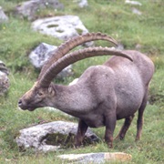 Chiltan Ibex