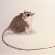 Long-Tailed Dunnart