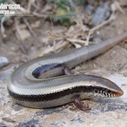 Moroccan Coastal Cylindrical Skink