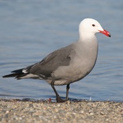 Heermann's Gull