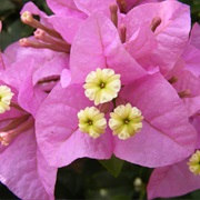 Bougainvillea