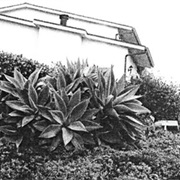 Timber Timbre - Hot Dreams