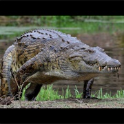 Crocodile