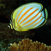 Butterfly Fish