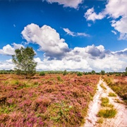 Sallandse Heuvelrug National Park