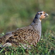 Grey Partridge