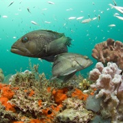 Gray&#39;s Reef National Marine Sanctuary