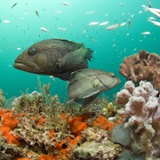 Gray's Reef National Marine Sanctuary