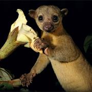 Kinkajou