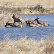 Tule Elk State Natural Reserve, California