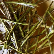 Navajo Tea Greenthread (Thelesperma Megapotamicum)