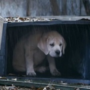 Lost Dog – Budweiser