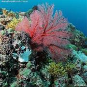 Ulong Channel, Palau, Micronesia