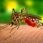Malaria