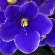 Violets