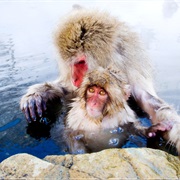 Jigokudani Monkey Park, Japan