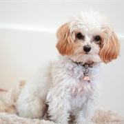 Maltipoo