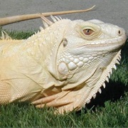 Iguana
