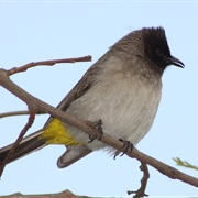Common Bulbul (Liberia)