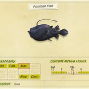 Football Fish