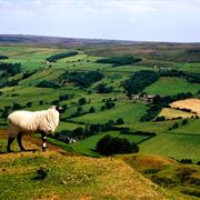 North Yorkshire Moors