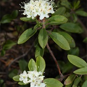 Western Labrador Tea (Rhododendron Columbianum)