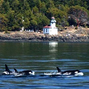 Whale Watching at Lime Kiln Point State Park