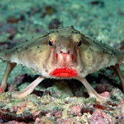Red-Lipped Batfish