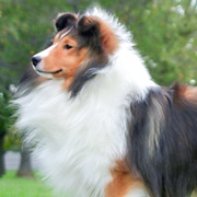 Sheltie