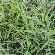 Hairy Crabgrass (Digitaria Sanguinalis)