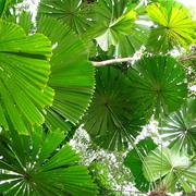 Kuranda National Park (QLD)