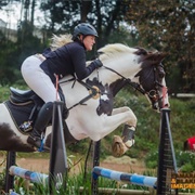 South African Warmblood