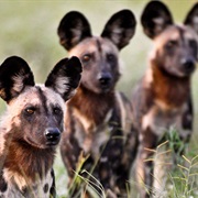 Liuwa Plain National Park, Zambia